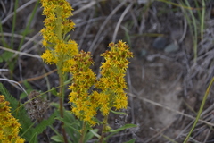 Solidago simplex