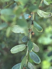 Acacia acinacea