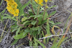 Solidago simplex