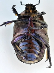 Protaetia cuprea