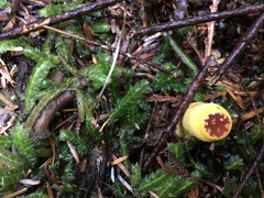 Sphaerobolus stellatus