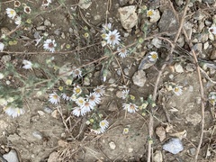 Symphyotrichum falcatum