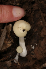 Lactocollybia