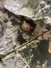 Cepaea nemoralis