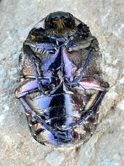 Protaetia cuprea