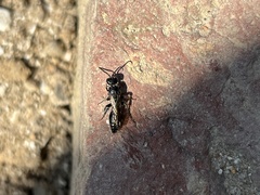 Tiphiinae