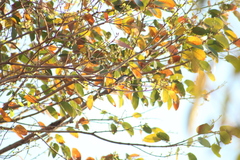 Polioptila dumicola