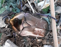 Protaetia cuprea