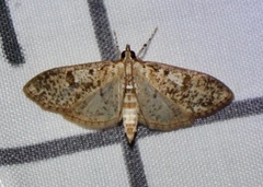 Palpita freemanalis