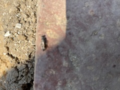 Tiphiinae