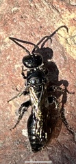 Tiphiinae