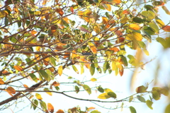 Polioptila dumicola