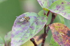 Syrphus