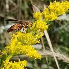 Polistes fuscatus