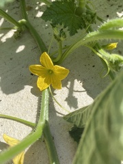 Cucumis melo