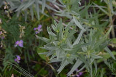 Lithospermum ruderale