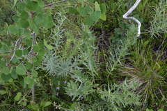 Lithospermum ruderale