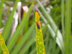 Tetraopes melanurus