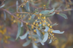 Acacia georginae