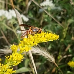 Polistes fuscatus