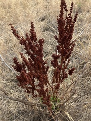 Rumex pseudonatronatus