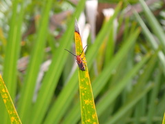 Tetraopes melanurus