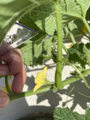Cucumis melo