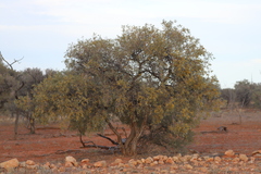 Acacia georginae
