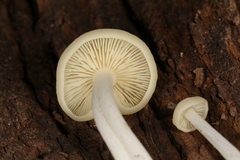 Lactocollybia