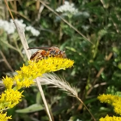 Polistes fuscatus