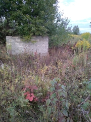 Rubus allegheniensis