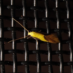 Opogona protodoxa