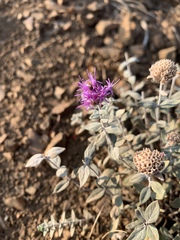 Monardella odoratissima