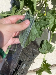 Cucumis melo