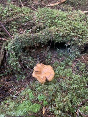 Cantharellus formosus