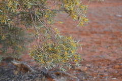 Acacia georginae