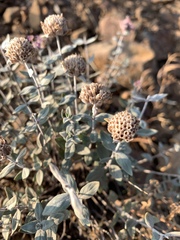 Monardella odoratissima