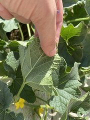 Cucumis melo