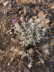 Monardella odoratissima