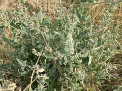 Atriplex gardneri