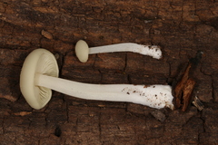 Lactocollybia