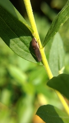 Paraulacizes irrorata