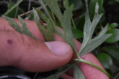 Puccinia
