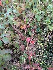 Rubus allegheniensis