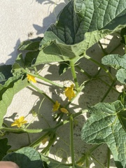 Cucumis melo