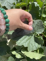 Cucumis melo