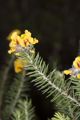 Dillwynia rupestris