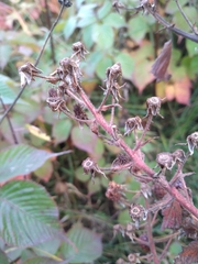 Rubus allegheniensis