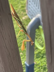 Tenodera angustipennis