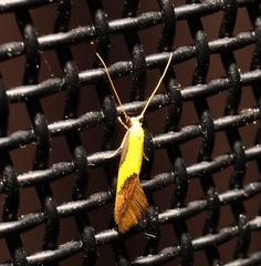 Opogona protodoxa